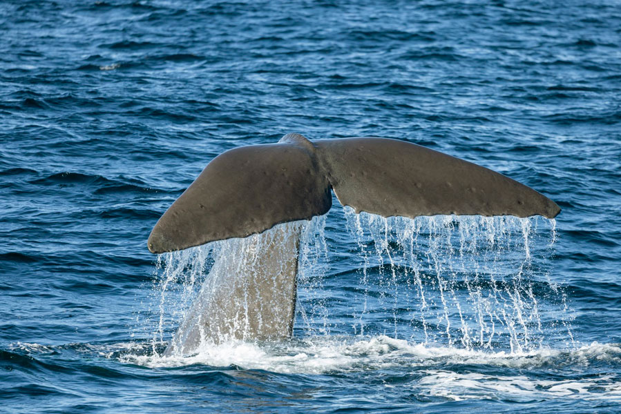 Kaikoura Whale Watching Day Tour from Christchurch