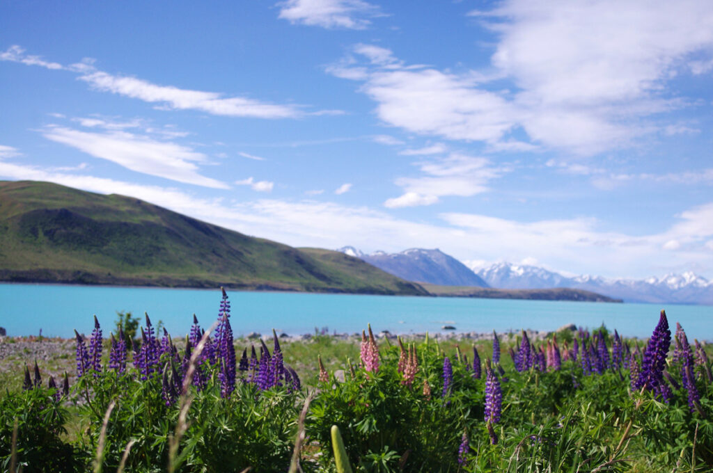 Lupin season Lake Tekapo