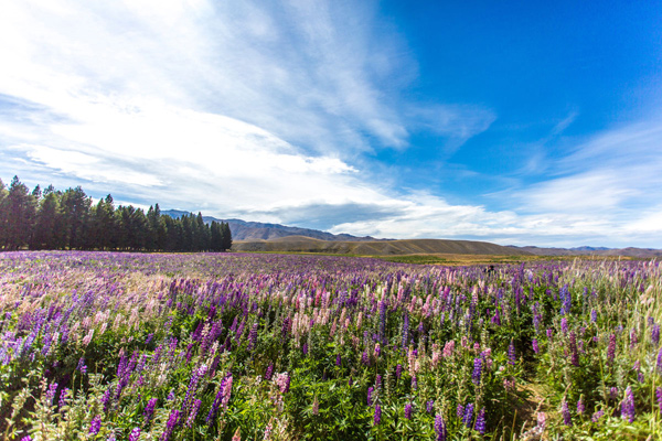 Lake Tekapo Tour